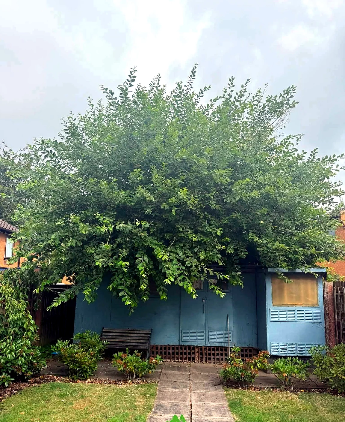 Large overgrown tree covering a garden building before tree work