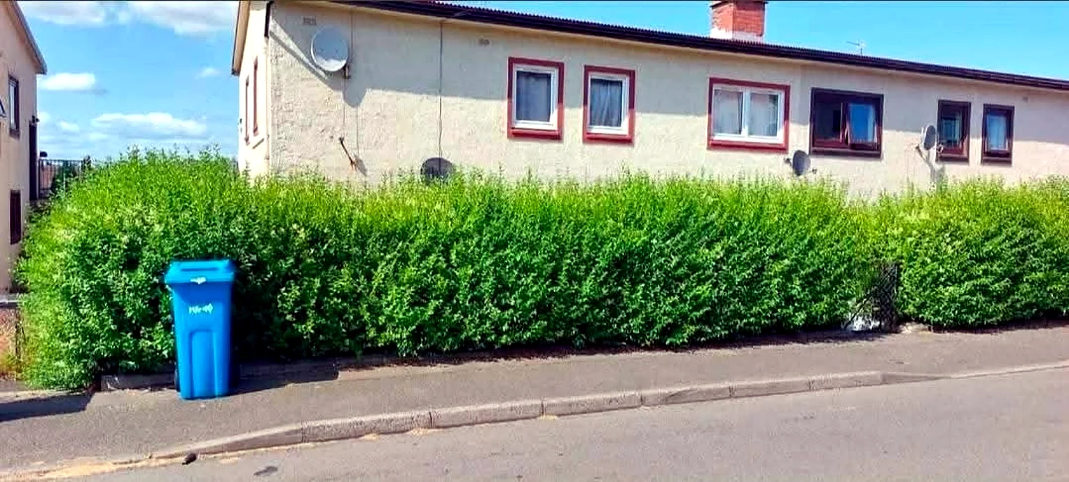 Overgrown front hedge before trimming