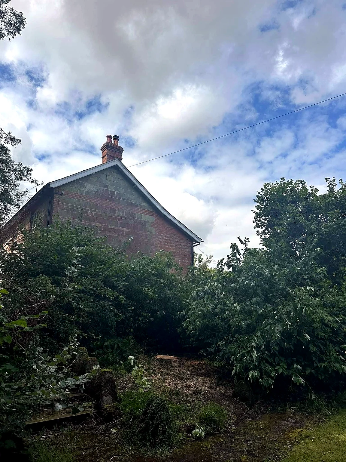 Large overgrown tree and shrubs beside a house before tree work