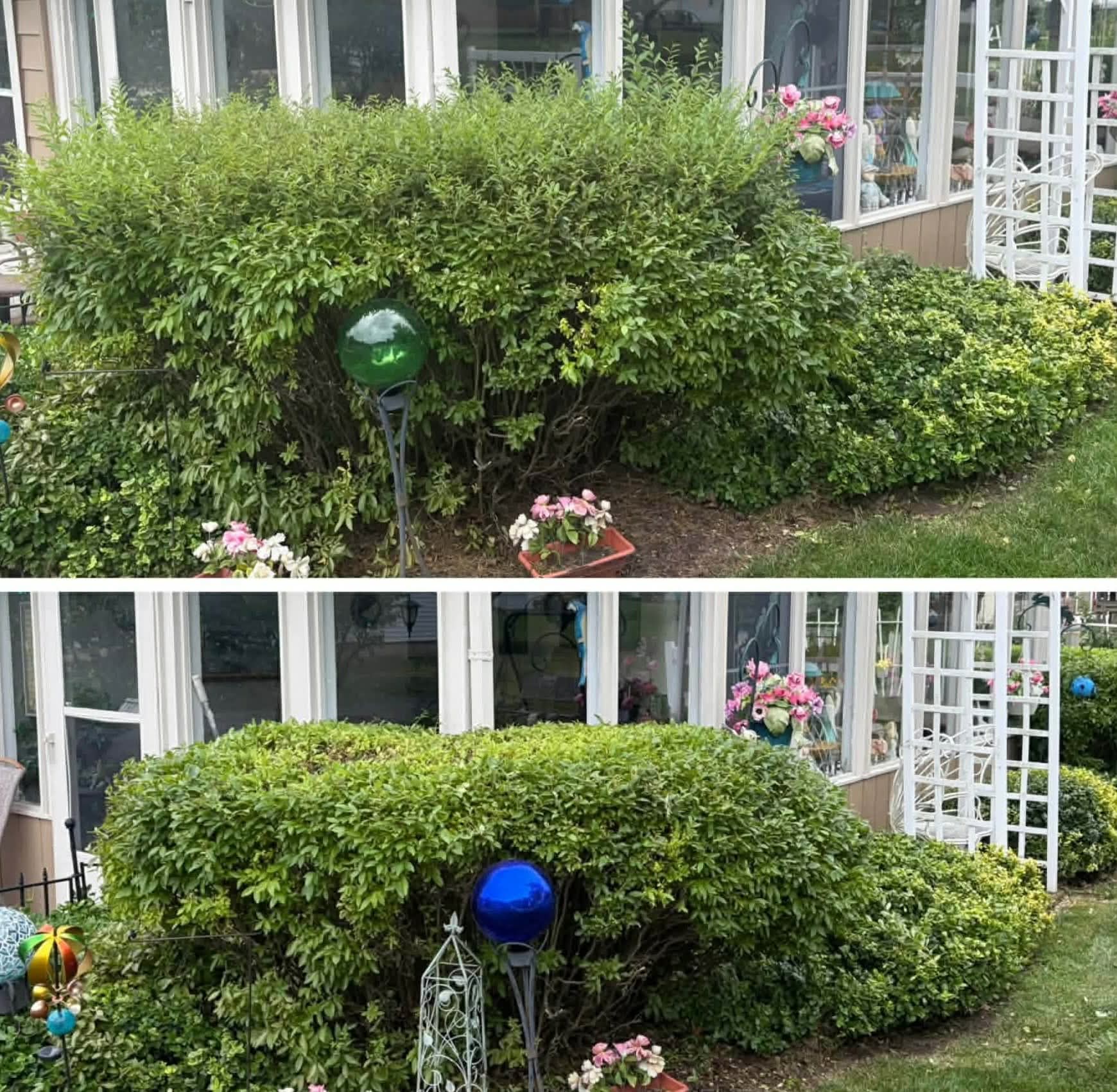 Shrub border beside a conservatory before and after trimming