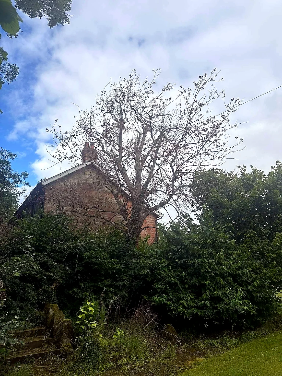 Area beside house after tree and shrub clearance