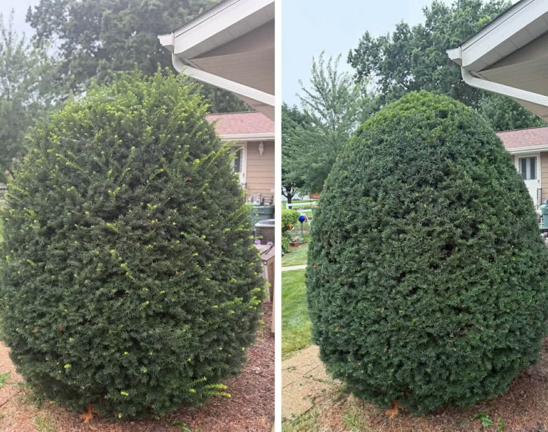 Large yew shrub before and after being reshaped into a neat dome