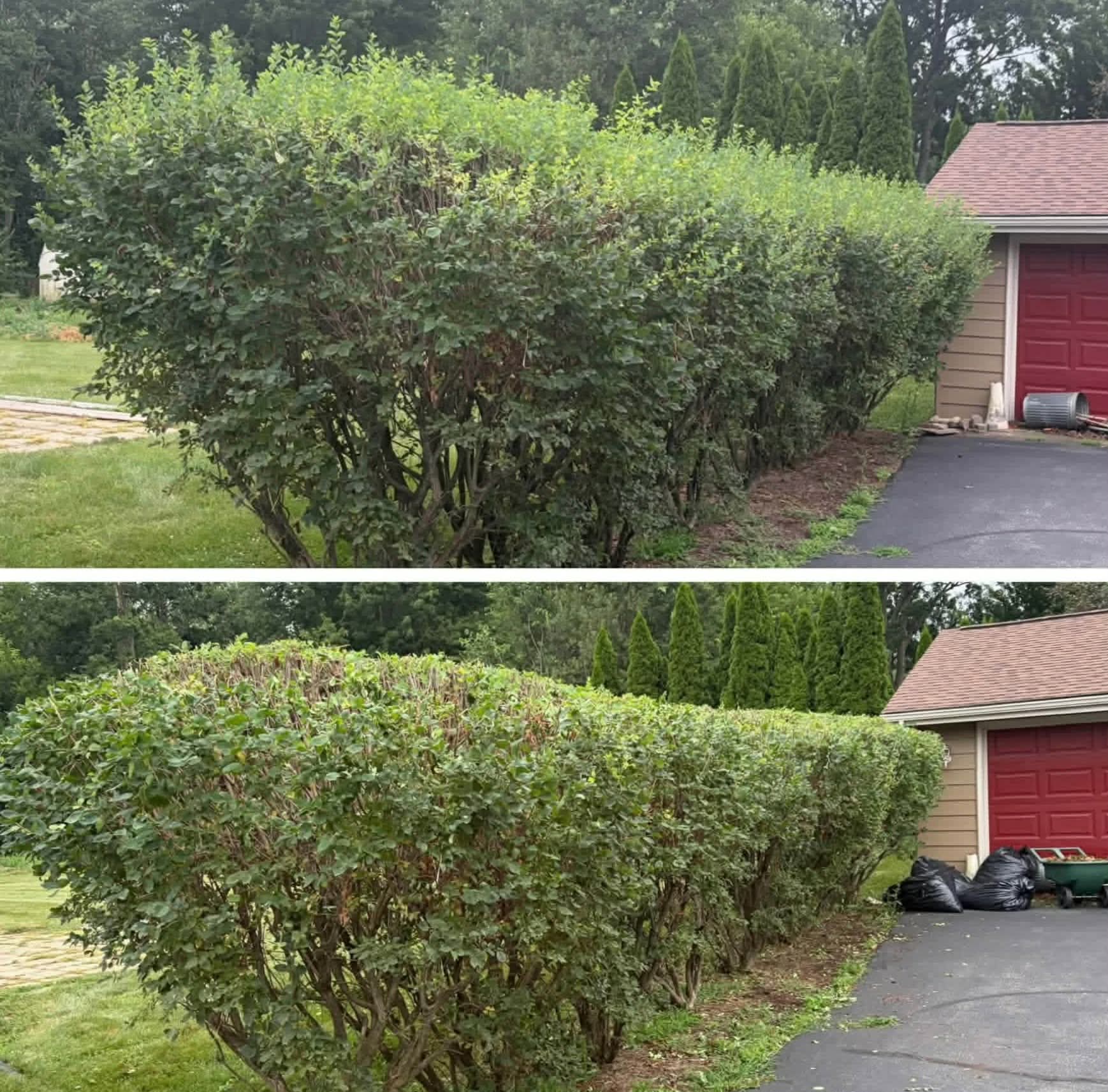 Long driveway hedge row before and after being cut and topped