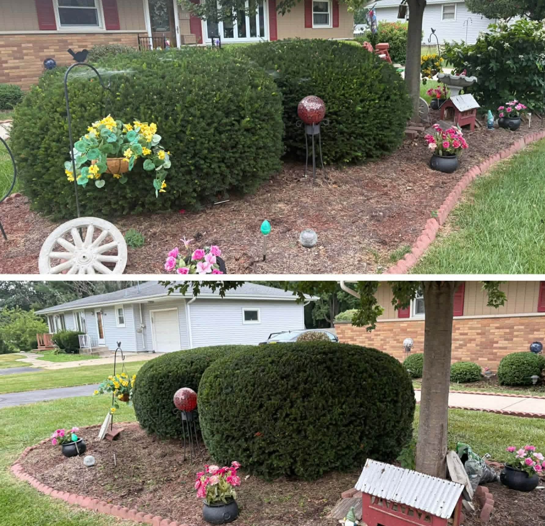 Front garden hedges before and after shaping, with flower beds tidied
